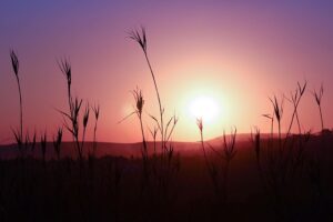 sunset, silhouette, landscape, plant, sun, sky, pink, purple, nature, outdoors, mountain, grow, grass, south africa, pretoria, gauteng, colour, color, bright, beautiful, pretoria, pretoria, pretoria, pretoria, pretoria, gauteng, gauteng